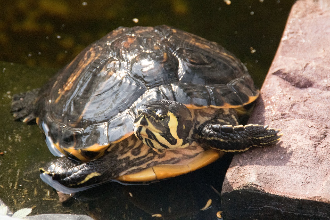 Image - water turtle garden yellow cheek