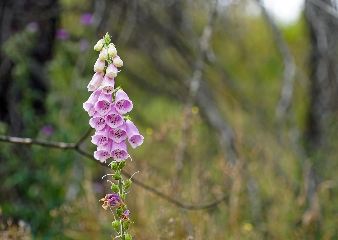 Image - thimble flower plant pink blossoms