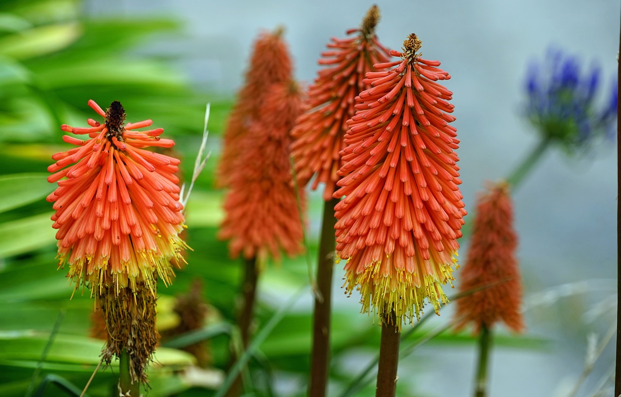 Image - torch lily red hot poker red