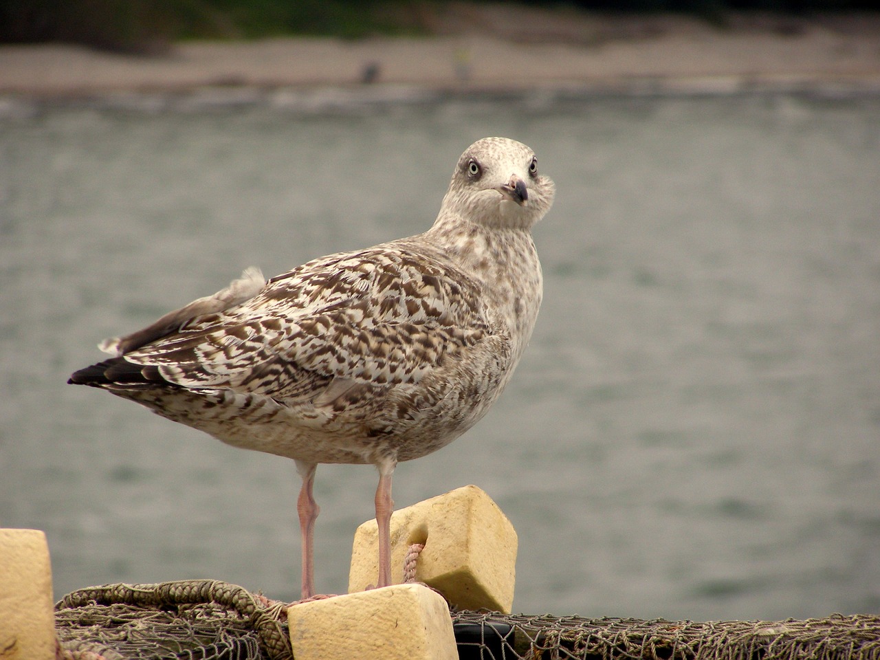 Image - seagull fishing net fishing boat