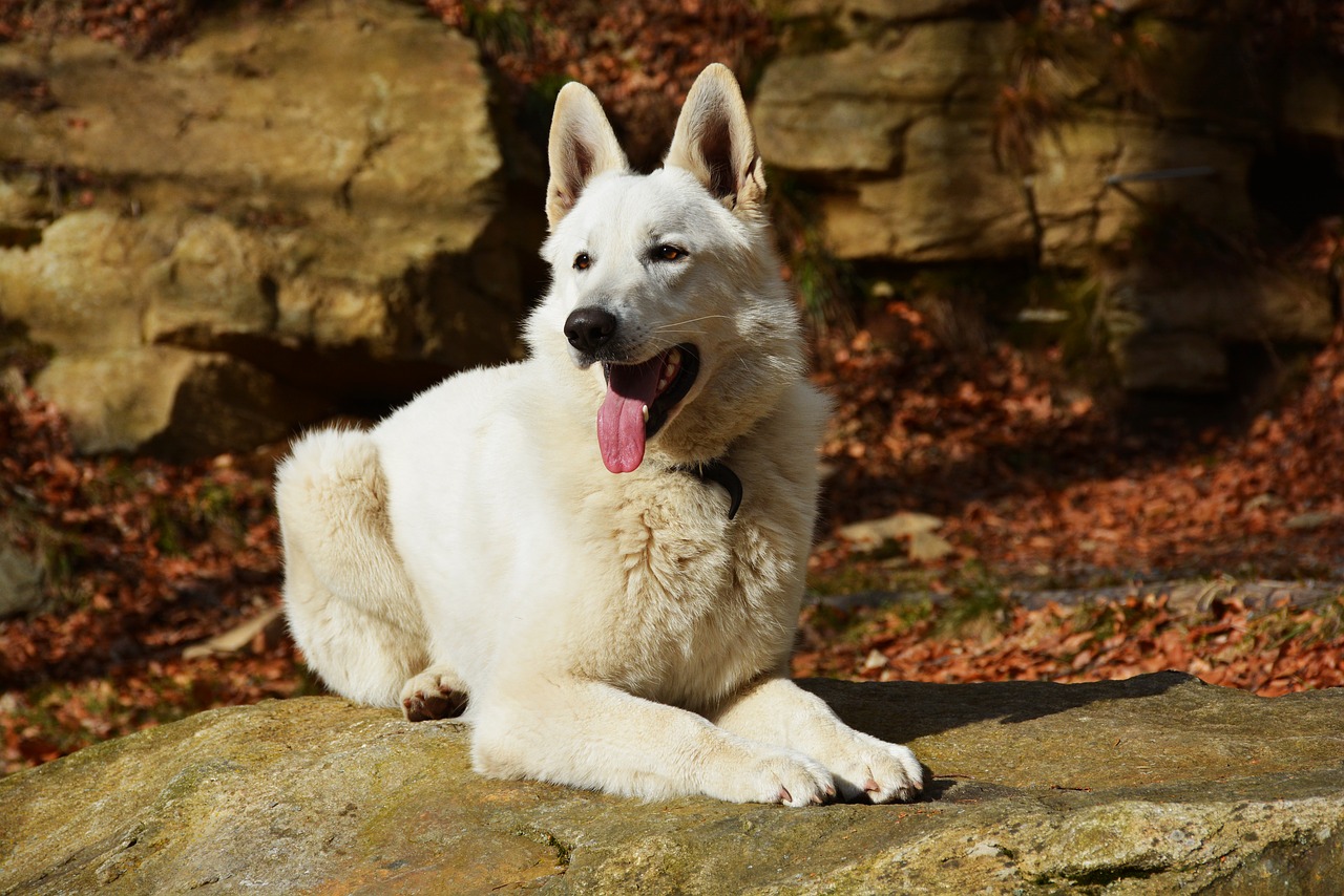 Image - dog white white dog pose outdoors