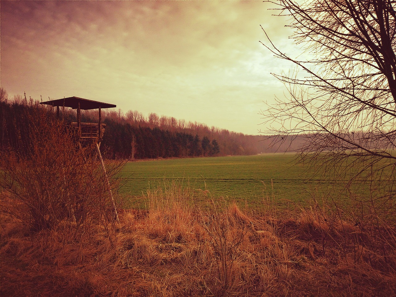 Image - forest hunt perch delight wild