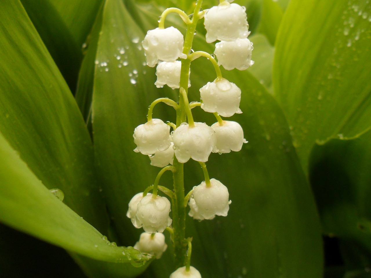 Image - lilies of the valley flower