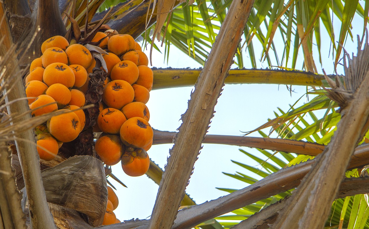 Image - africa nigeria fruits palm tree