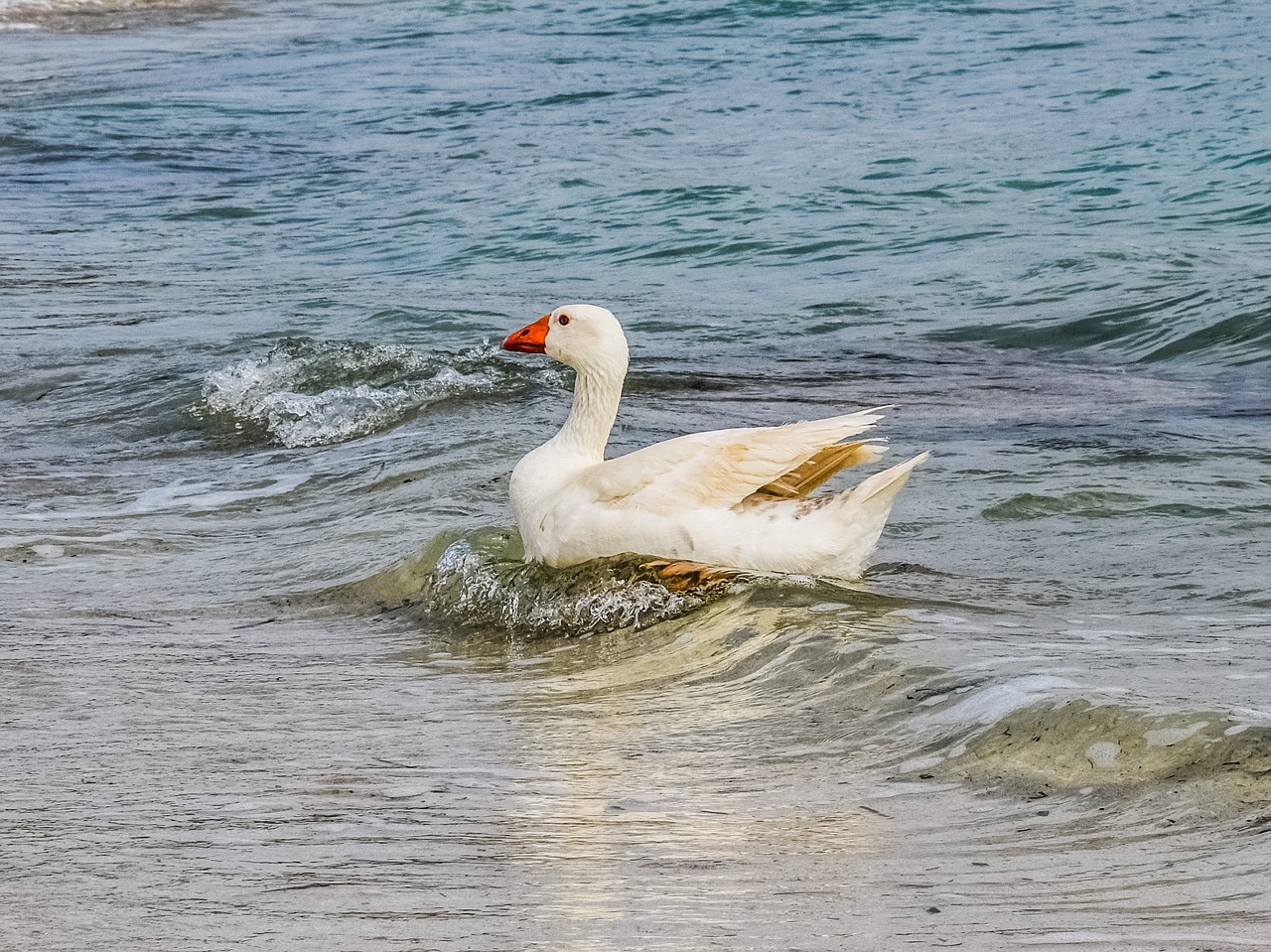 Image - goose swimming sea bird animal