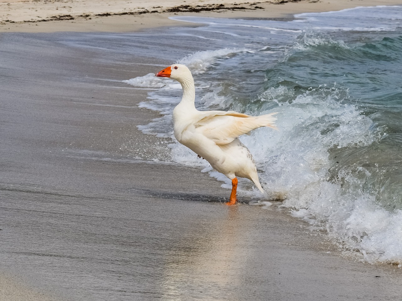 Image - goose swimming sea bird animal