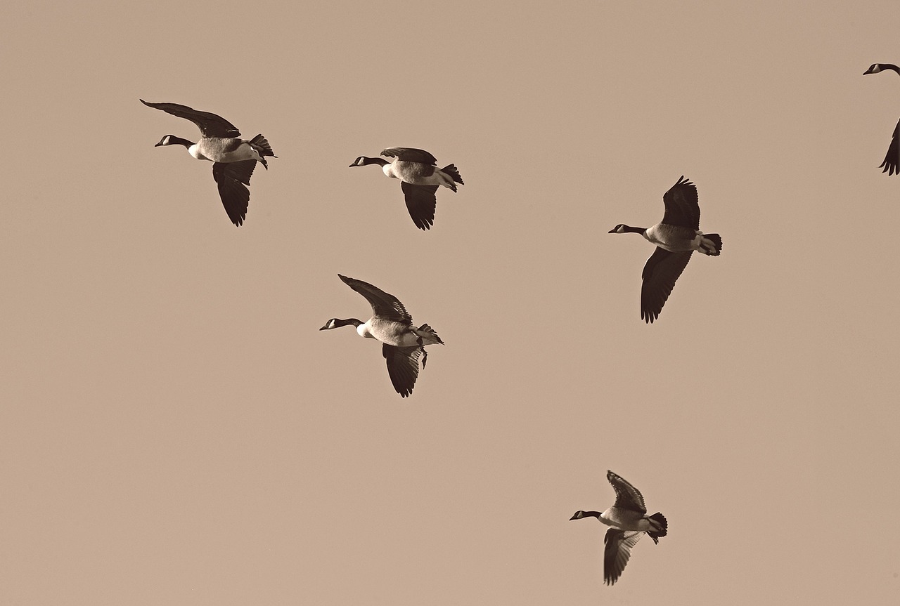 Image - geese migration migrate flock