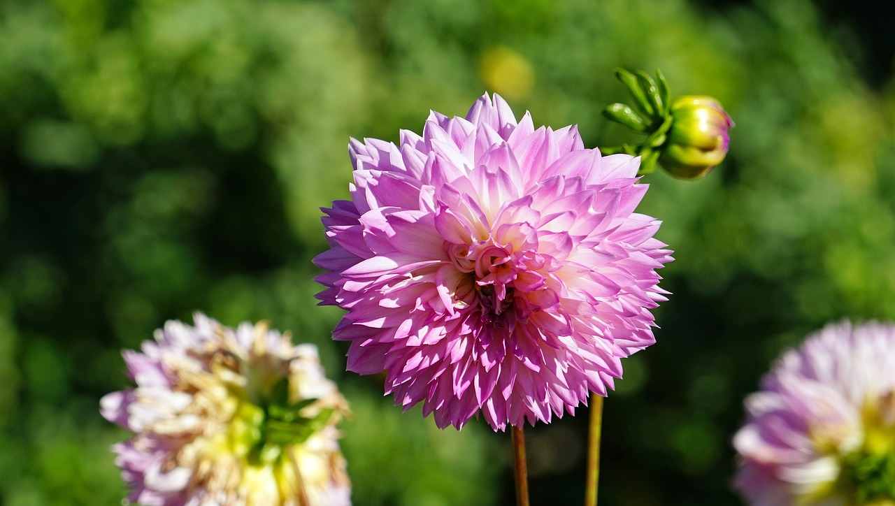 Image - raghavendra purple violet