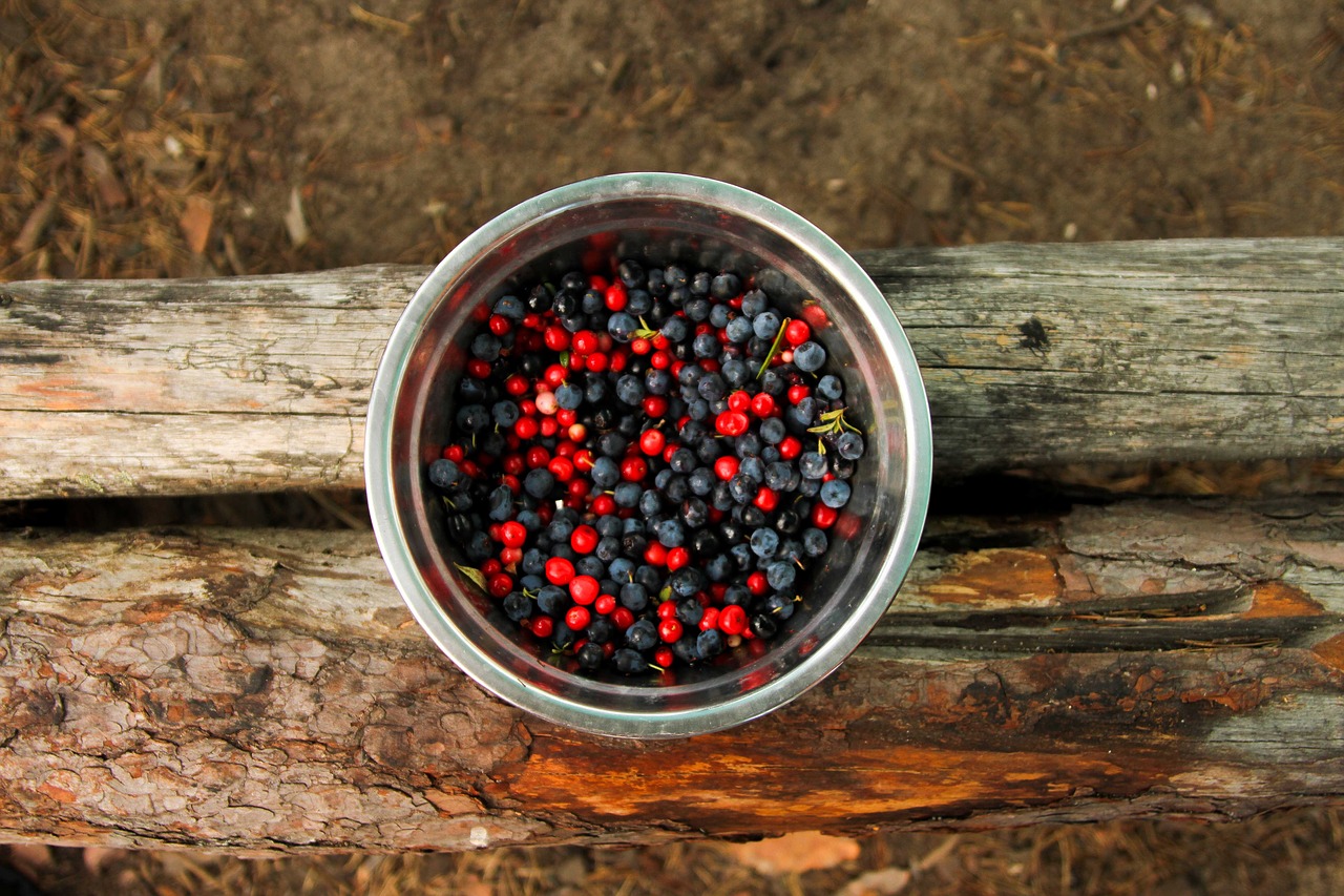 Image - berry forest wood tree