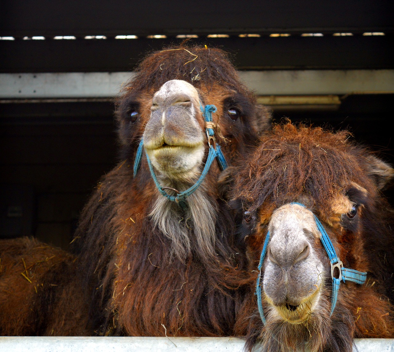 Image - camel desert ship animal mammal