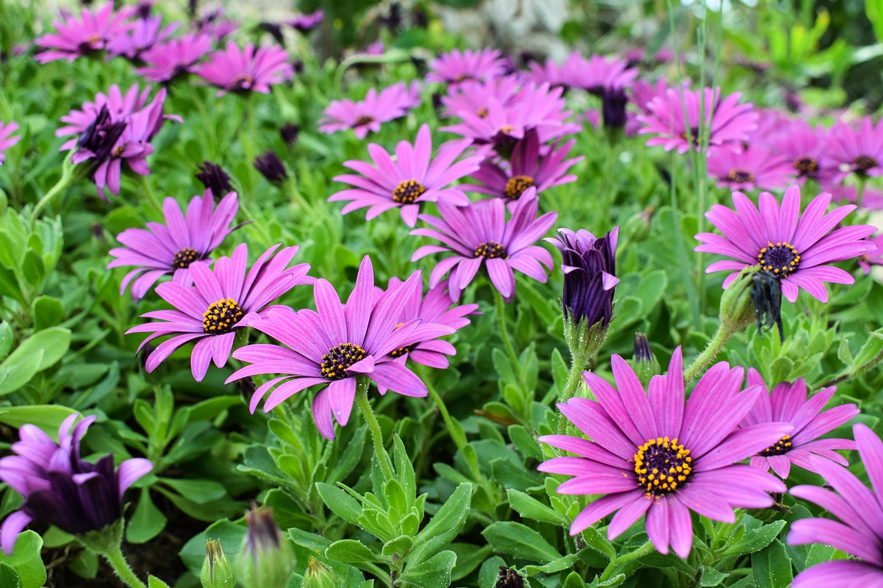 Image - african daisy osteospermum garden