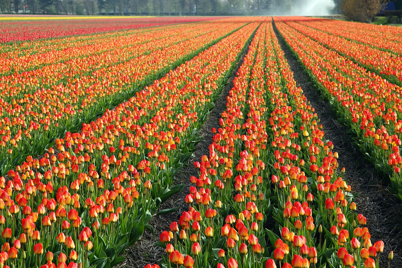 Image - tulips tulip field fields orange