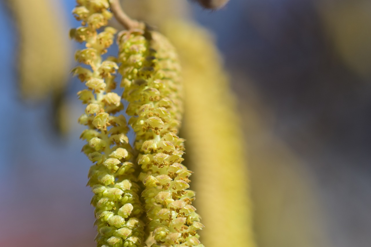 Image - hazel flower nut allergy pollen