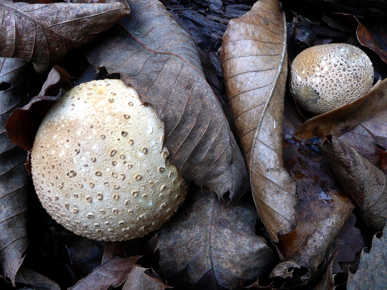 Image - mushrooms bovist leaves autumn