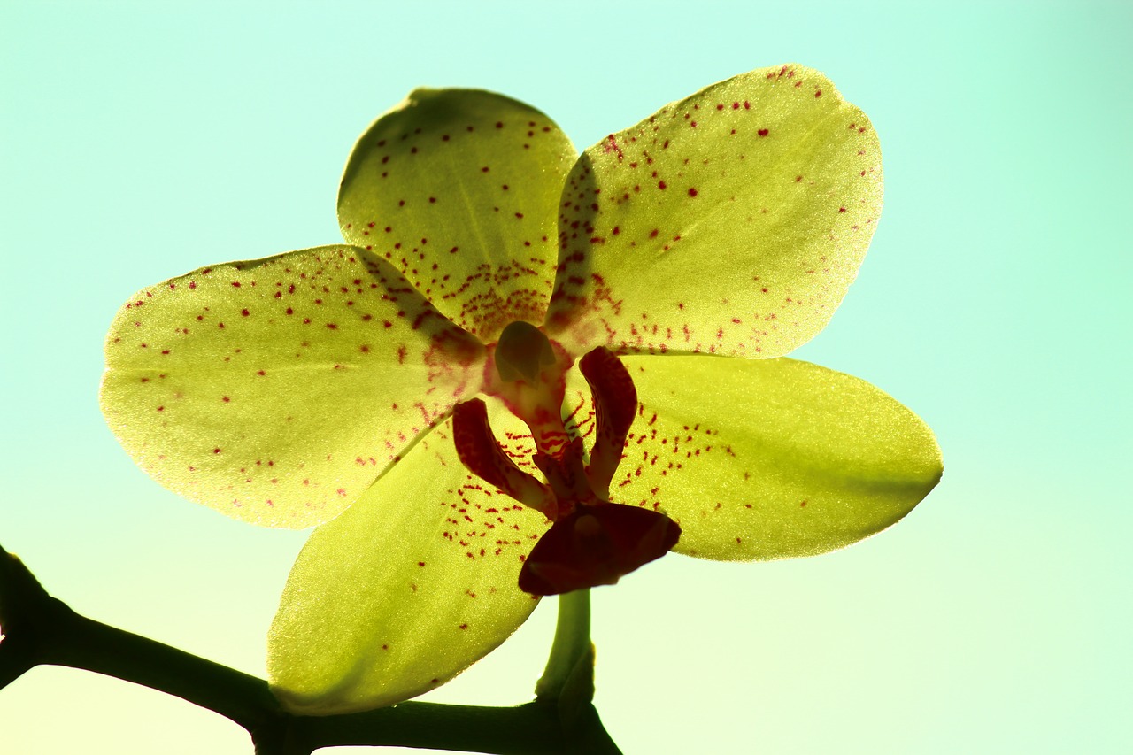 Image - yellow orchid bright rear space