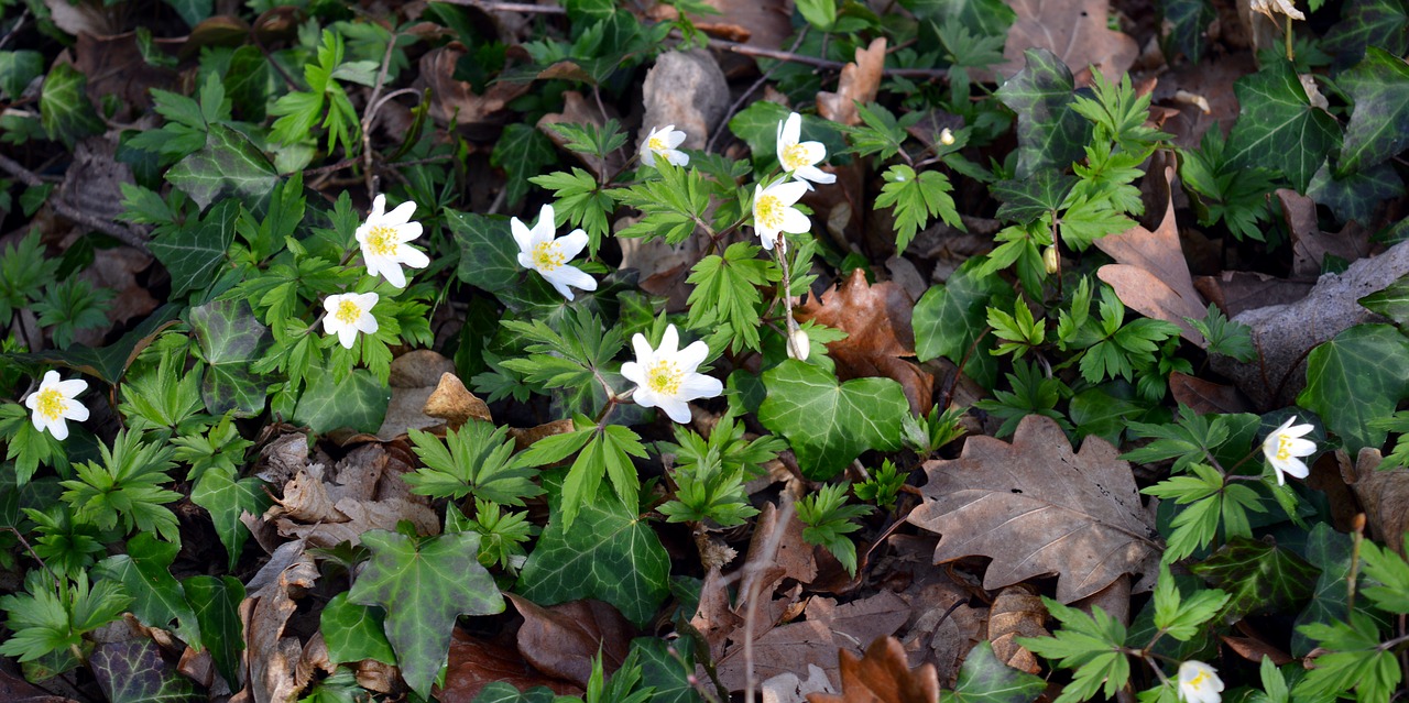 Image - wood anemone anemone nemorosa