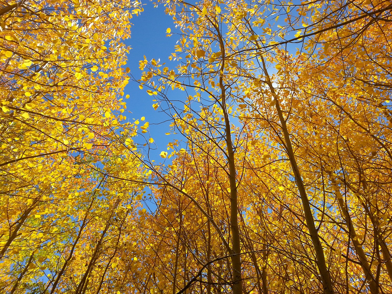 Image - fall aspen blue sky yellow season