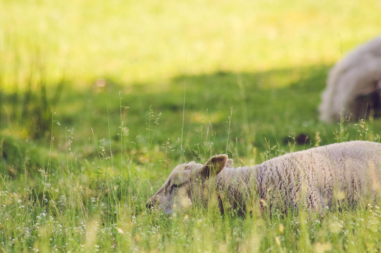 Image - sheep nature sleep animal