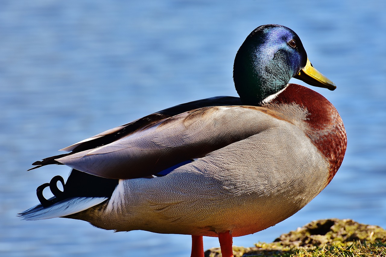 Image - mallard water bird duck blue
