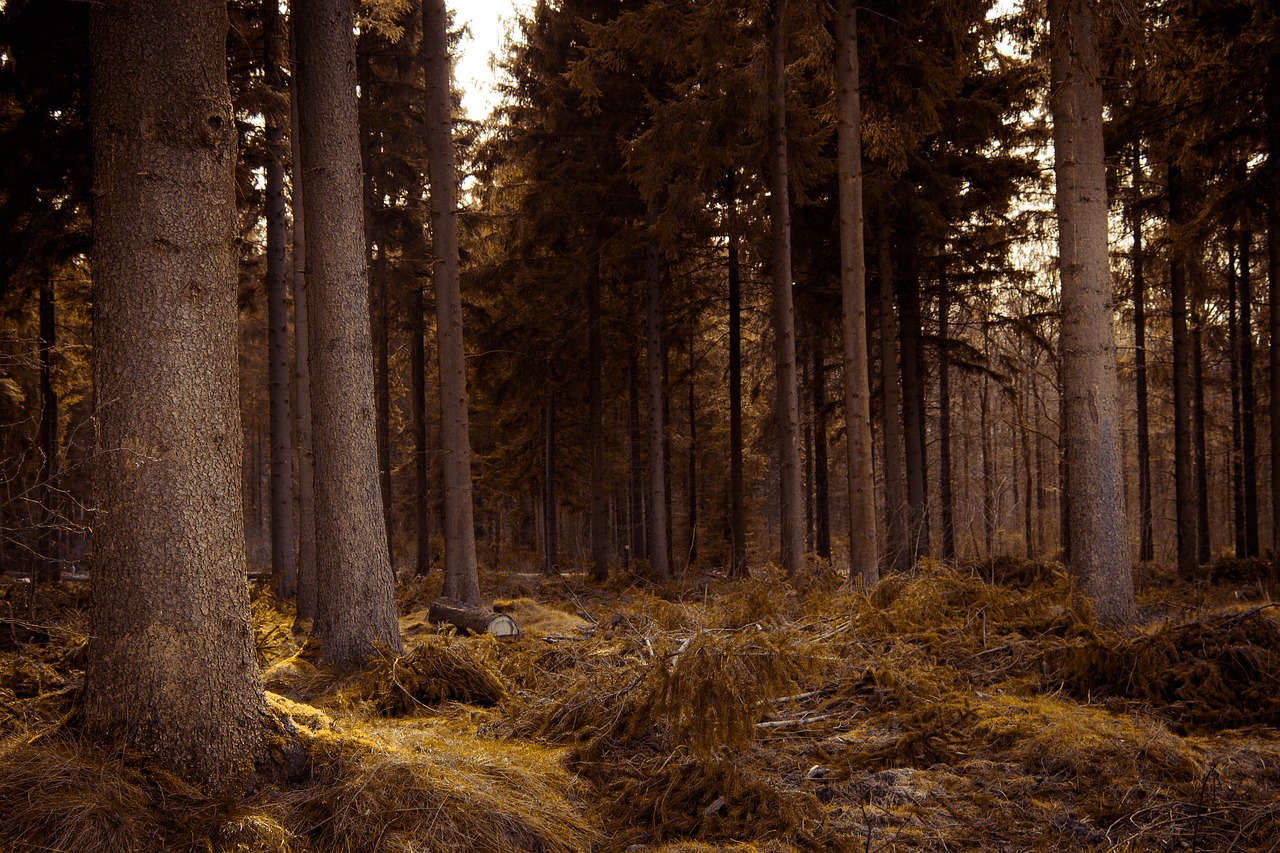 Image - golden forest fantasy nature