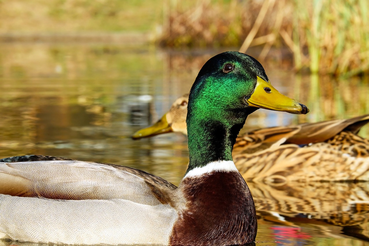 Image - mallard anas platyrhynchos