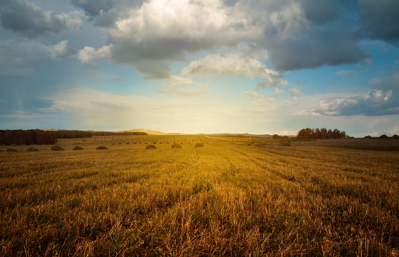 Image - landscape nature field haymaking