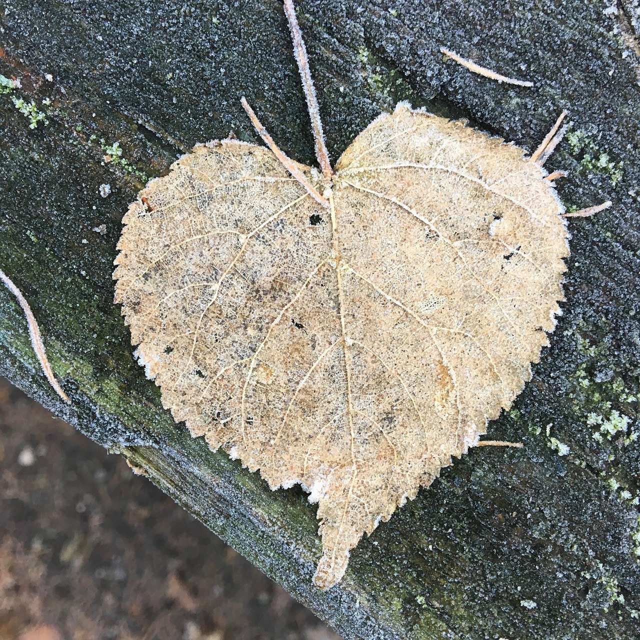 Image - leaf frost heart symbol cold wood