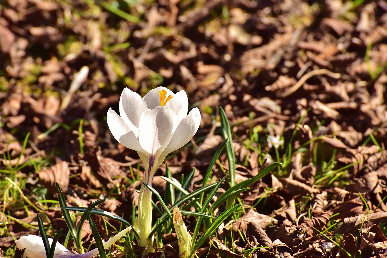 Image - crocus flower spring spring flower