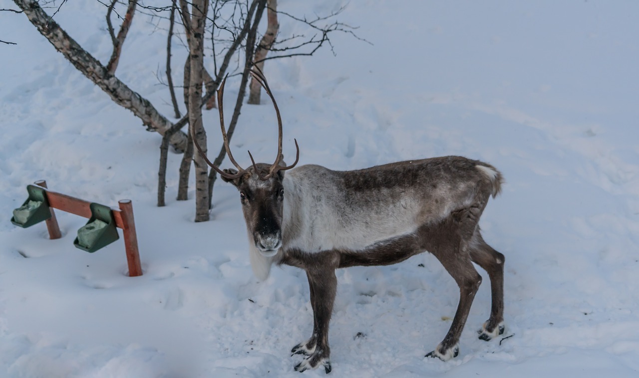 Image - reindeer brown antlers winter deer