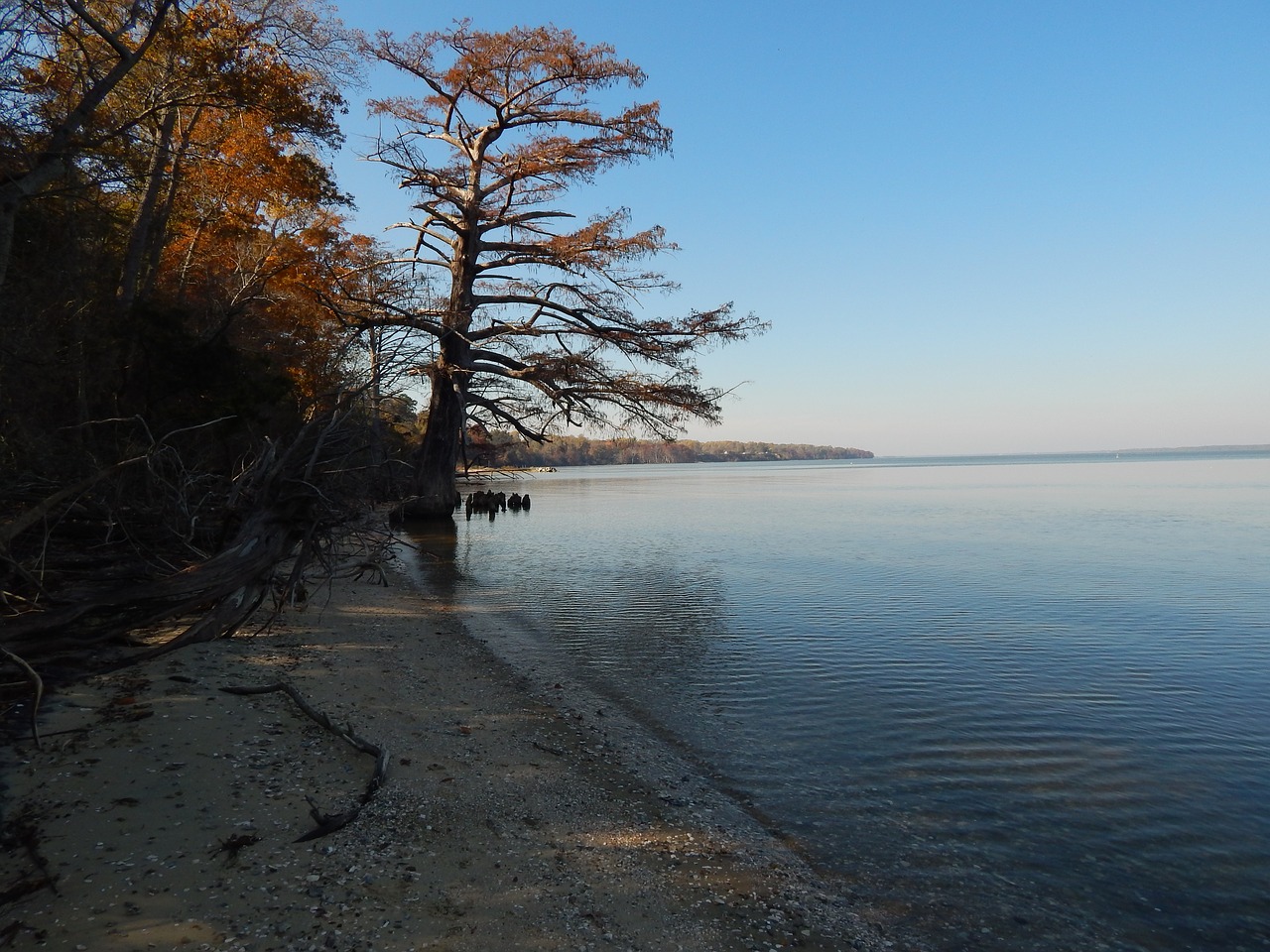 Image - chipokes state park river tree blue