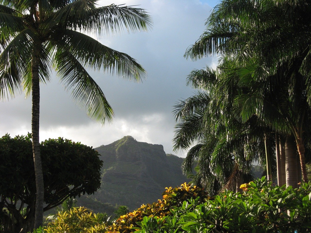 Image - palms hawaii kawaii tropical