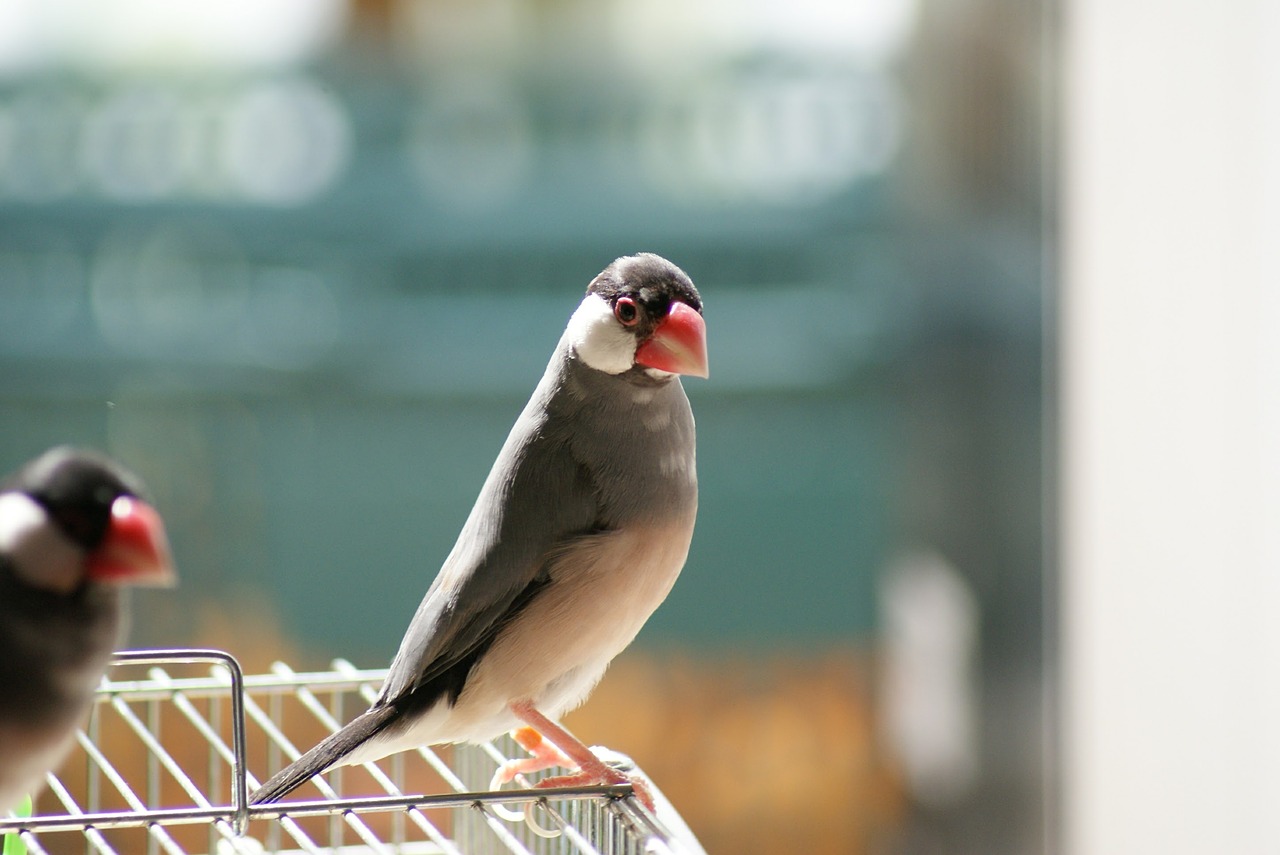 Image - java sparrow sakura java sparrow