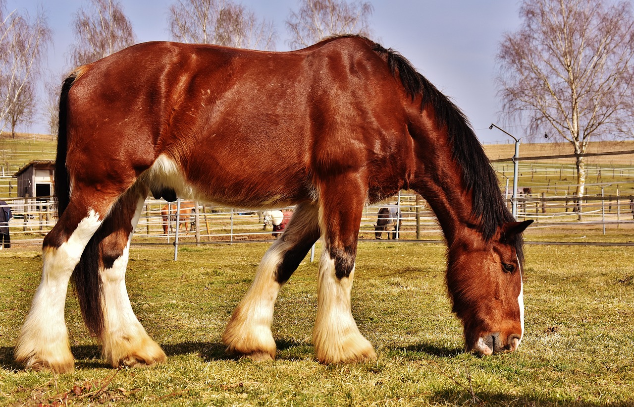 Image - shire horse horse coupling