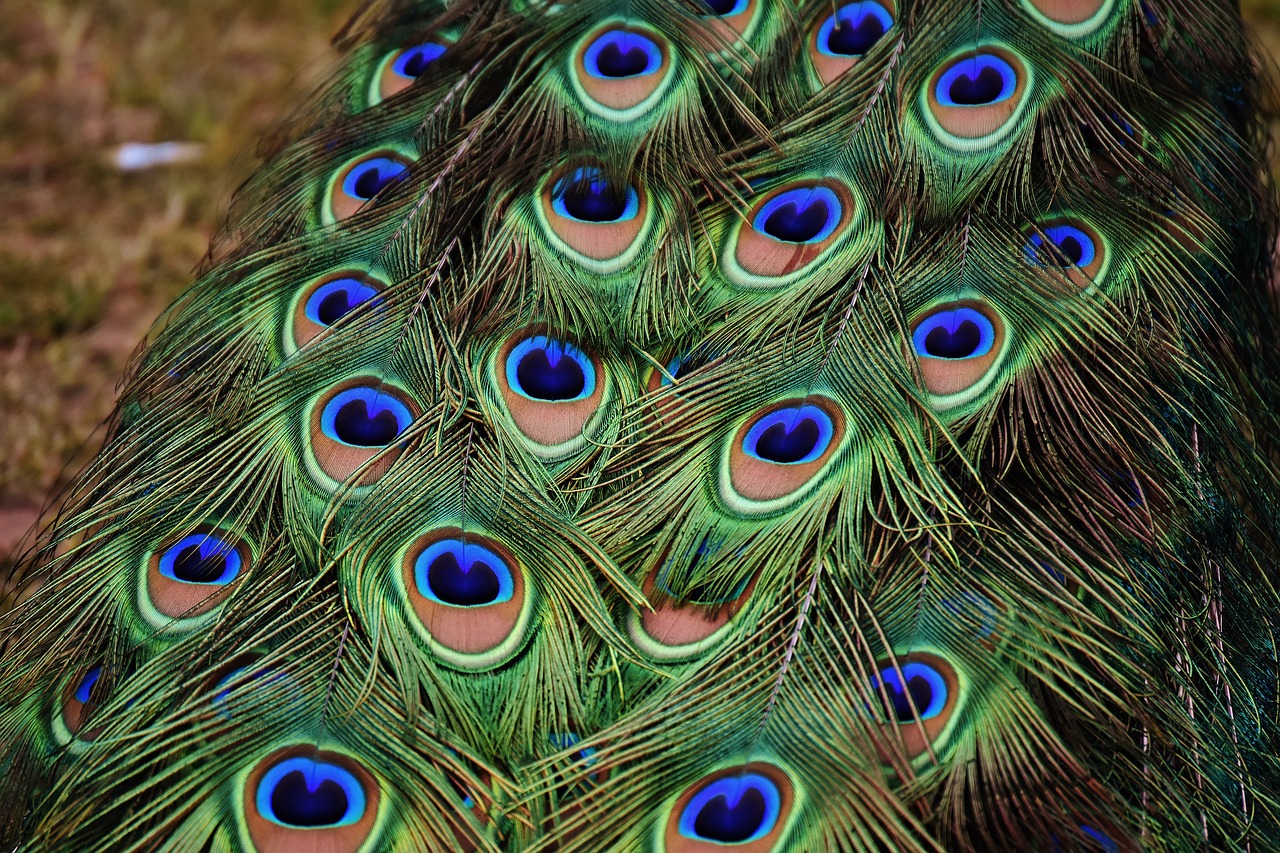 Image - peacock feathers colorful bird