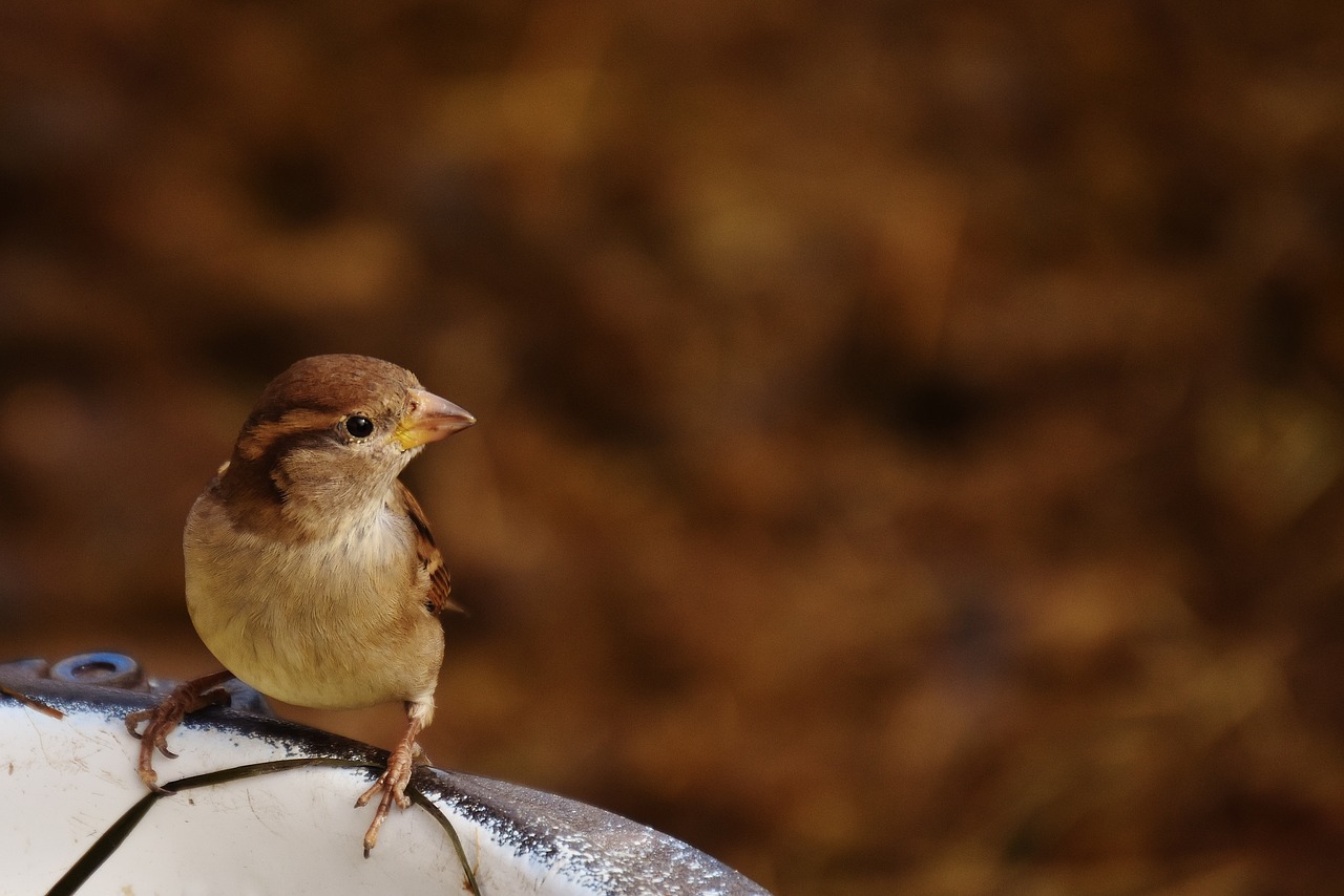 Image - sparrow bird birdie cute nature