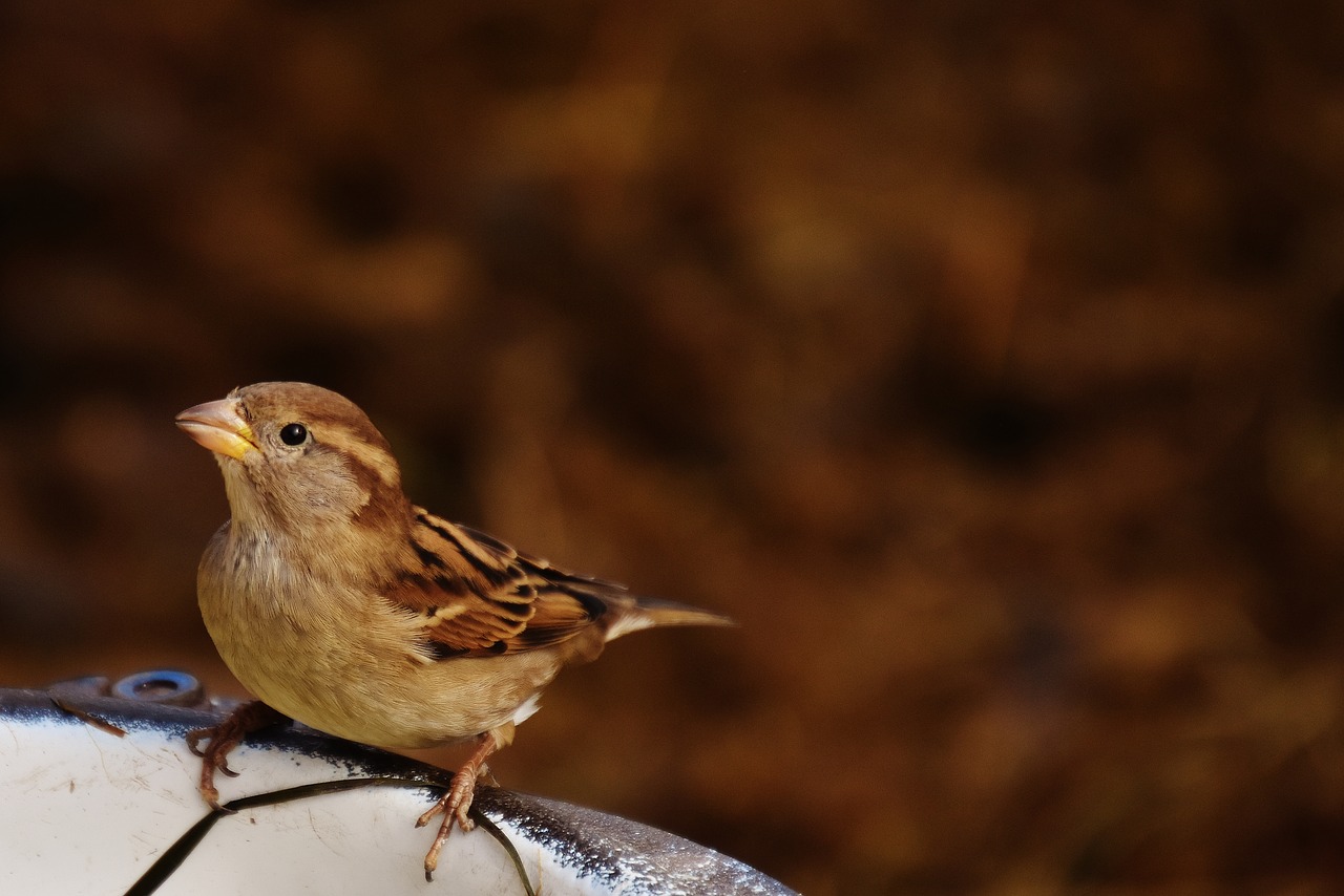 Image - sparrow bird birdie nature animal