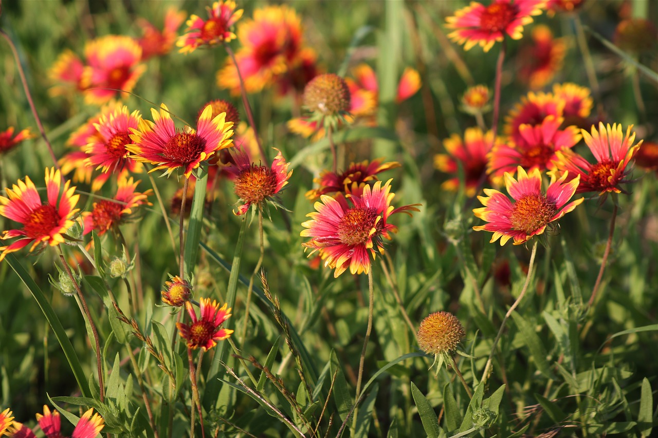 Image - indian blanket red flower wildflower