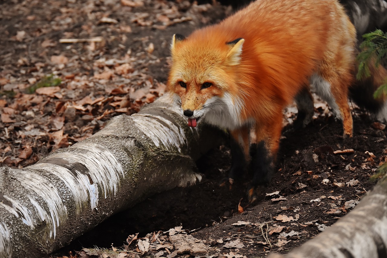 Image - fuchs dig a hole wild animal