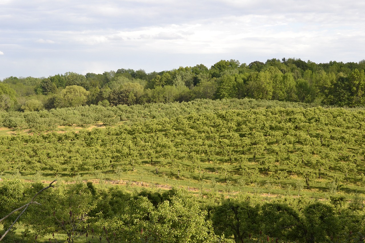 Image - orchard field green summer nature