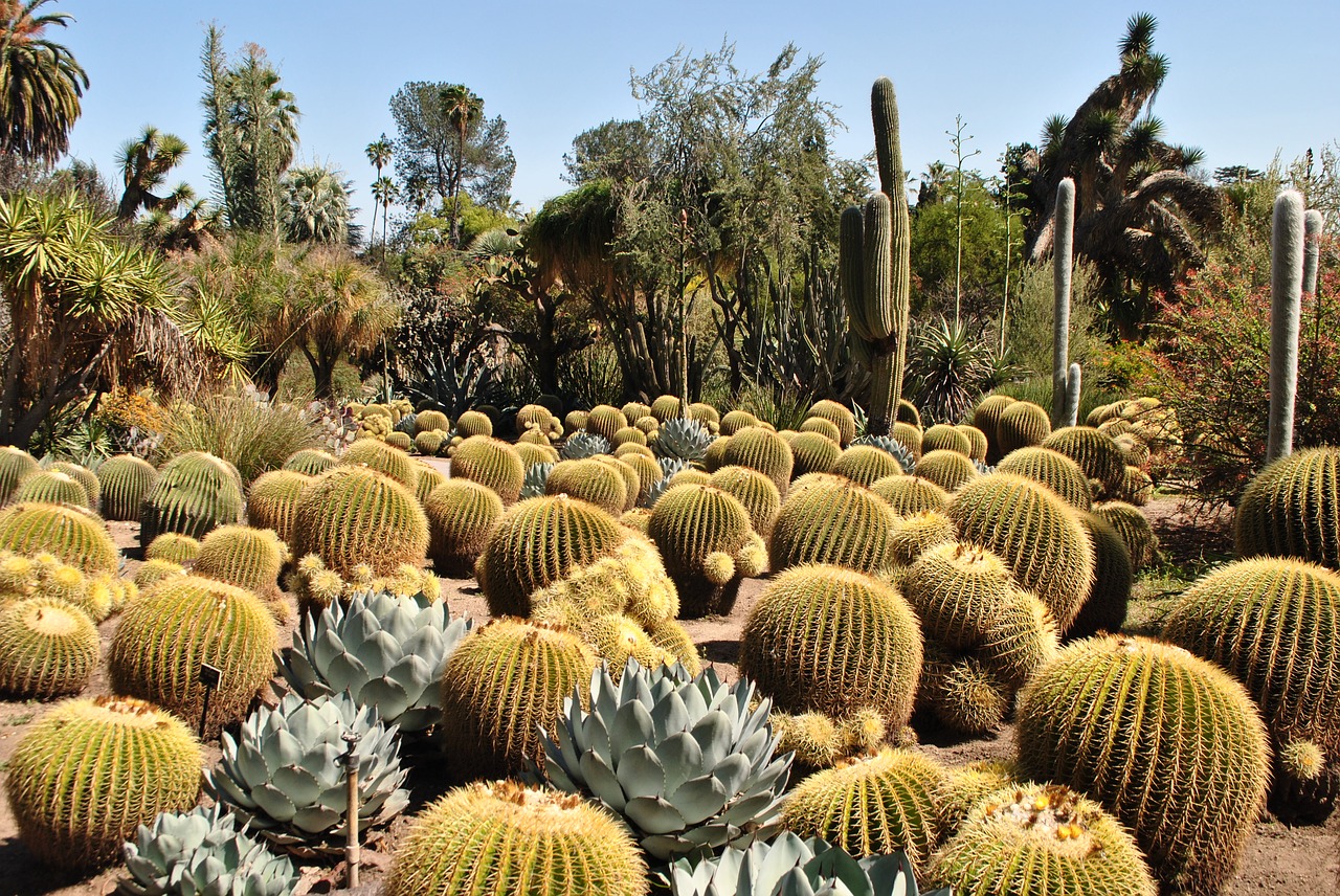 Image - cactus garden huntington nature