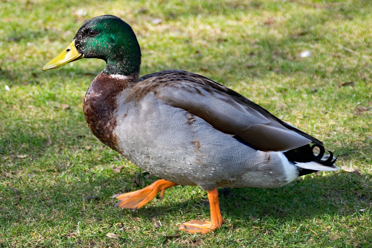 Image - duck mallard anatidae duck bird