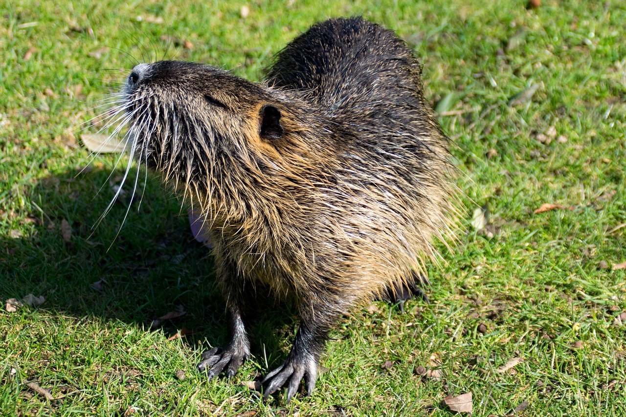 Image - rodent ondatra zibethicus creature