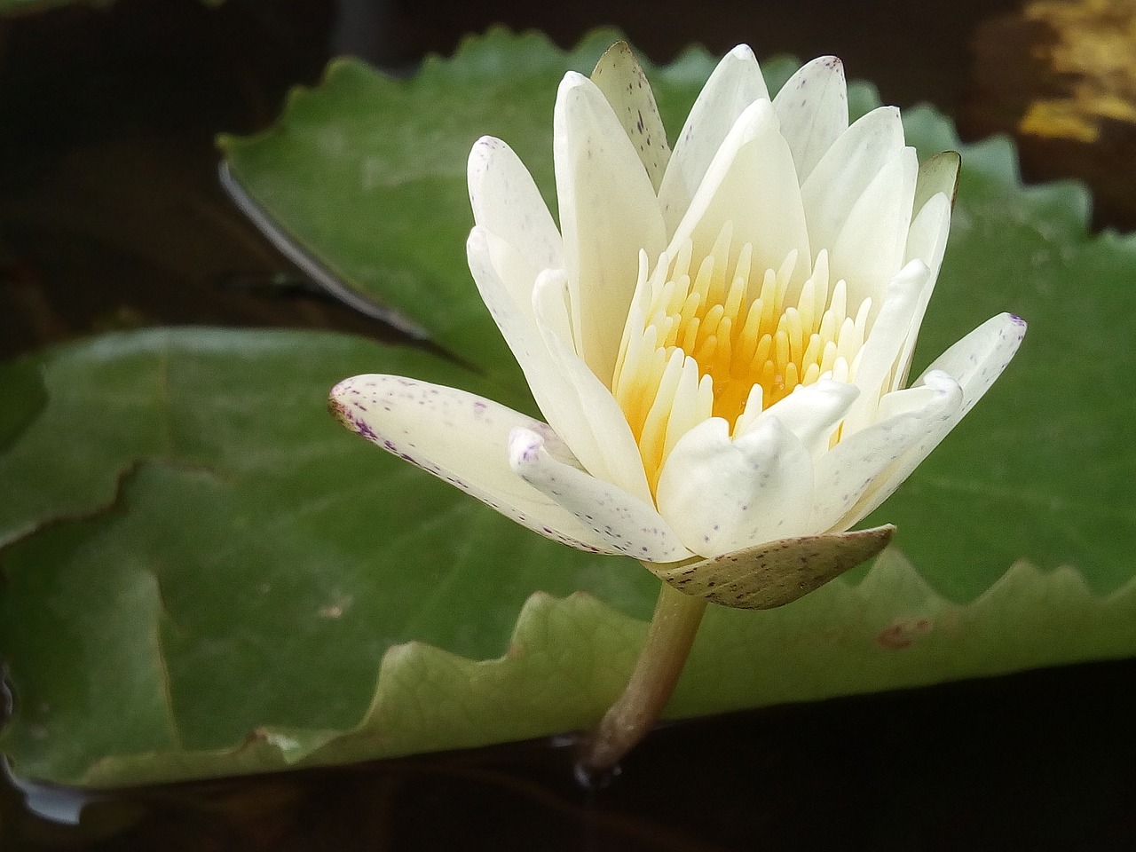 Image - lotus leaf lotus water plants