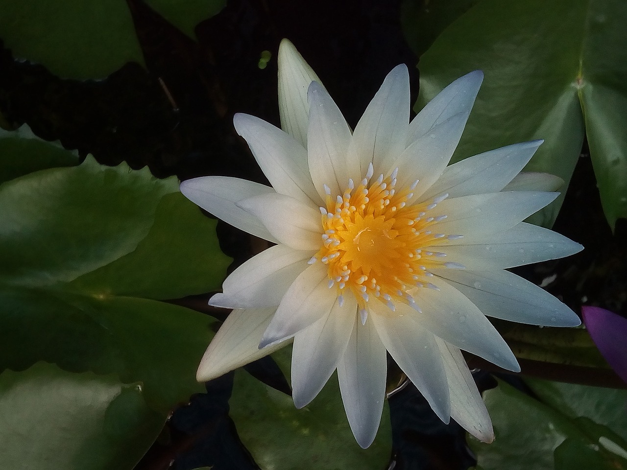 Image - lotus leaf lotus water plants