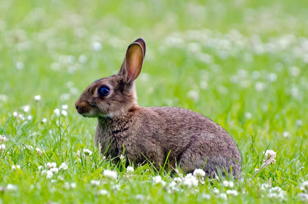 Image - rabbit mammal green spring brown