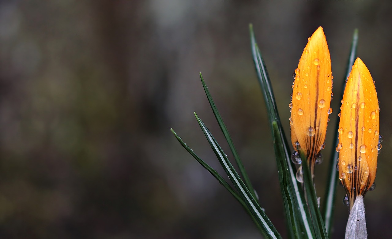 Image - crocus flower raindrop spring