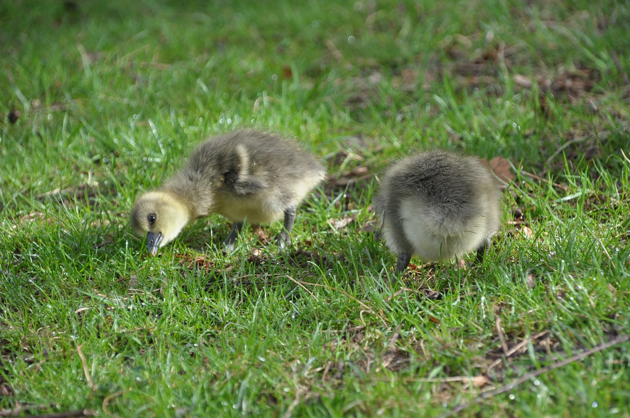 Image - graugans chick easter animal child