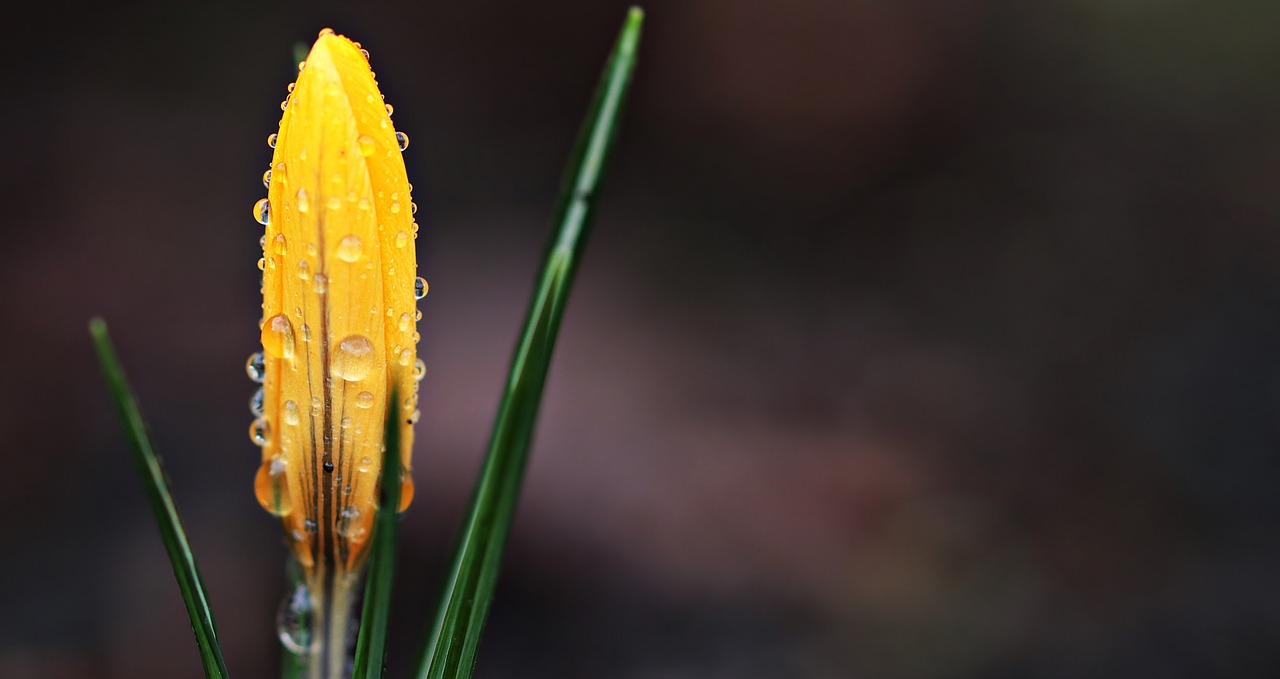 Image - crocus flower raindrop spring