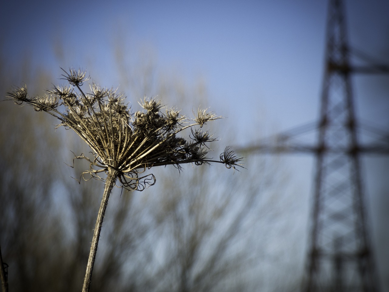 Image - nature landscape autumn urban