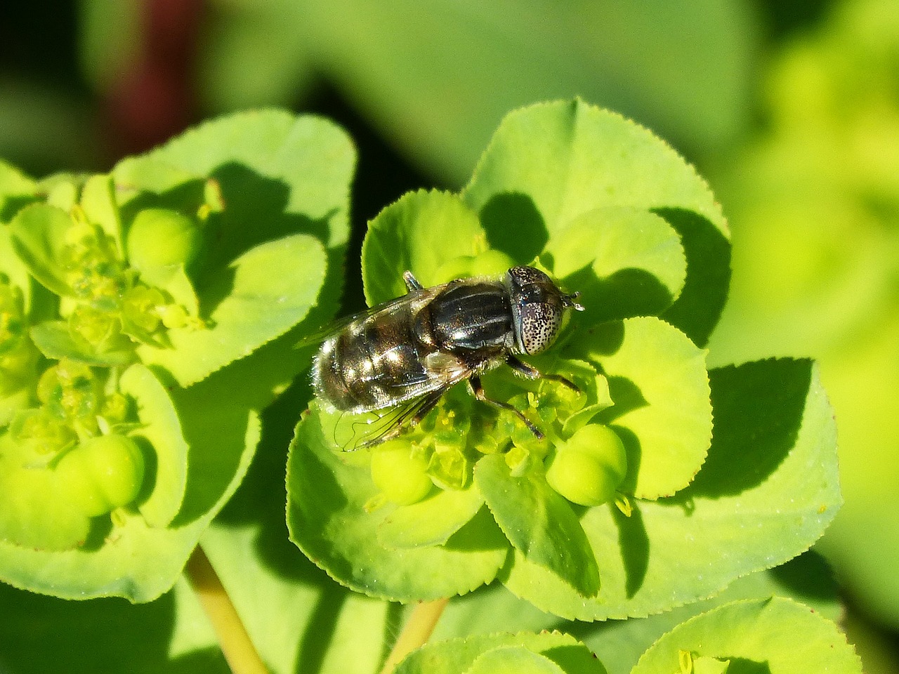 Image - pixelated eyes bee hoverfly flower